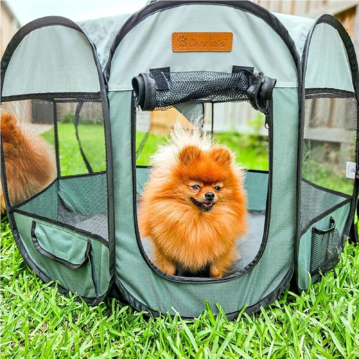 Charlie's Adventure Pet Playpen Foldable Portable Crate Sage (Small, Medium, Large) Medium