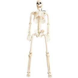 Large Hanging Skeleton Large